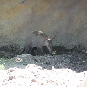 Aardvark - Detroit Zoo
