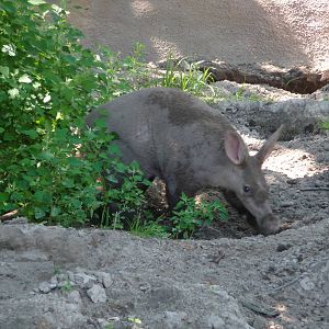 Aardvark - Detroit Zoo