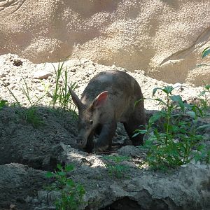 Aardvark - Detroit Zoo