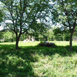 African Wild Dog Exhibit - Detroit Zoo