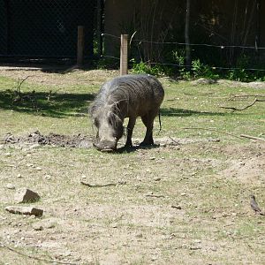 Warthog - Detroit Zoo
