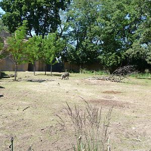 Warthog Exhibit - Detroit Zoo