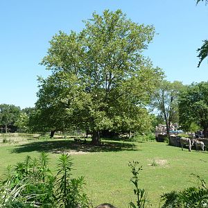 Zebra Exhibit - Detroit Zoo