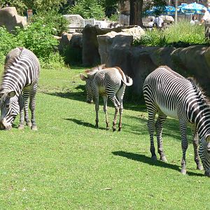 Zebras - Detroit Zoo