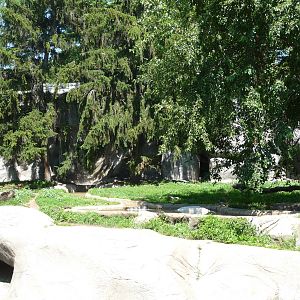 Amur Tiger Exhibit - Detroit Zoo