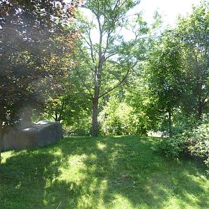 Red Panda Exhibit - Detroit Zoo