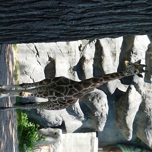 Giraffe - Detroit Zoo