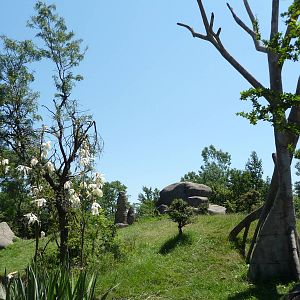 Chimpanzee Exhibit - Detroit Zoo