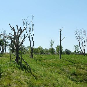 Chimpanzee Exhibit - Detroit Zoo