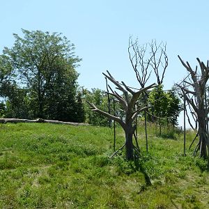 Chimpanzee Exhibit - Detroit Zoo