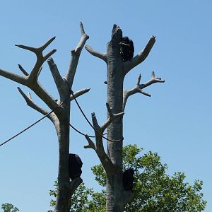 Chimpanzee Exhibit - Detroit Zoo
