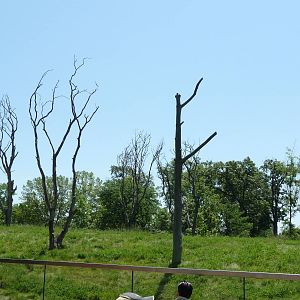 Chimpanzee Exhibit - Detroit Zoo