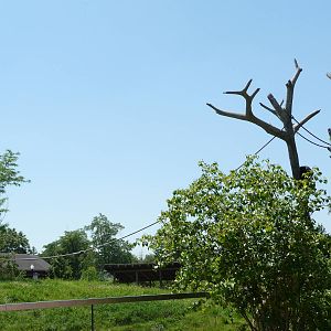 Chimpanzee Exhibit - Detroit Zoo