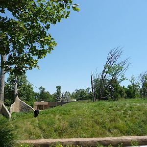 Chimpanzee Exhibit - Detroit Zoo