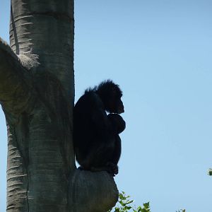 Chimpanzee - Detroit Zoo