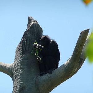 Chimpanzee - Detroit Zoo