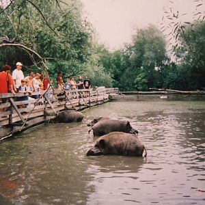 Public feeding, Wild boars @ Jászberény Zoo, Hungary