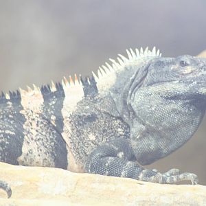 Iguana species? -  July 08