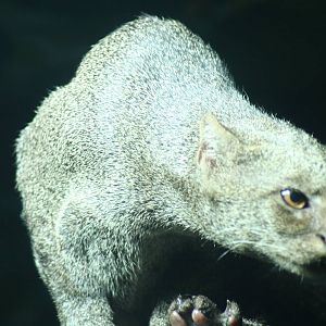 Jagurundi - Berlin -  July 08