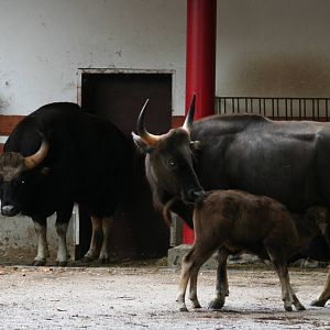 Gaur - Berlin -  July 08