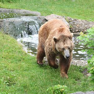 Brown bear - Berlin -  July 08