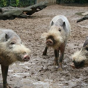 Bearded pigs - Berlin -  July 08