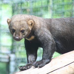 Tayra  - Berlin July 08