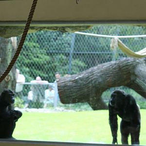 Chimps  - Berlin July 08