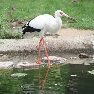 Maguari stork - Berlin July 08