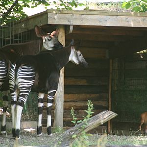 Okapi and natal duiker  - Berlin July 08