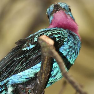 - Berlin Tierpark July 08