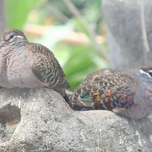 - Berlin Tierpark July 08