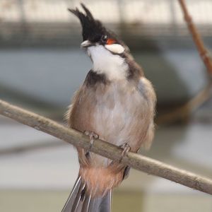 - Berlin Tierpark July 08
