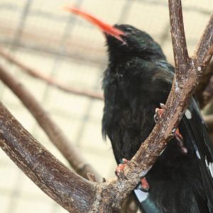 - Berlin Tierpark July 08