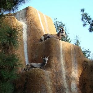 Desert Bighorn Sheep at the Los Angeles Zoo