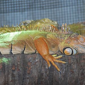 Green iguana taronga zoo 17/7/2008