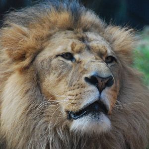 Male liion 'Brusier" taronga zoo 17/7/2008