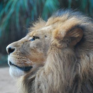 Male liion taronga zoo 17/7/2008