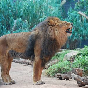 Male lion taronga zoo 17/7/2008