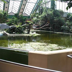 Manatee pool Berlin tierpark July 08