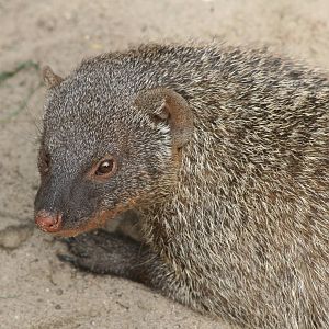 Banded mongoose -Berlin tierpark July 08