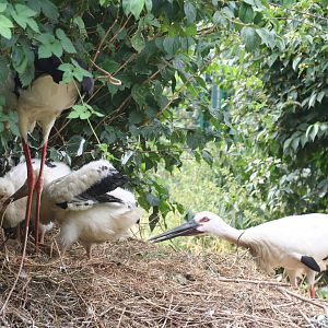 Oriental white stork - Berlin tierpark 08