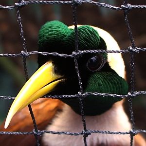 Red bird of paradise, Chester zoo