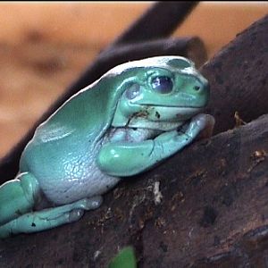 White's tree frog
