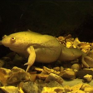 African clawed toad