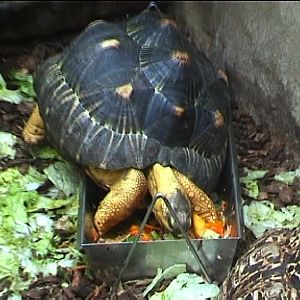 Radiated tortoise