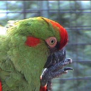 Red fronted macaw