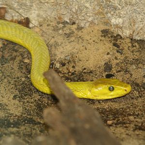Green mamba - Berlin tierpark 08