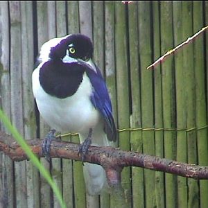 Plush crested jay