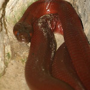 Redspitting cobra - Berlin tierpark 08